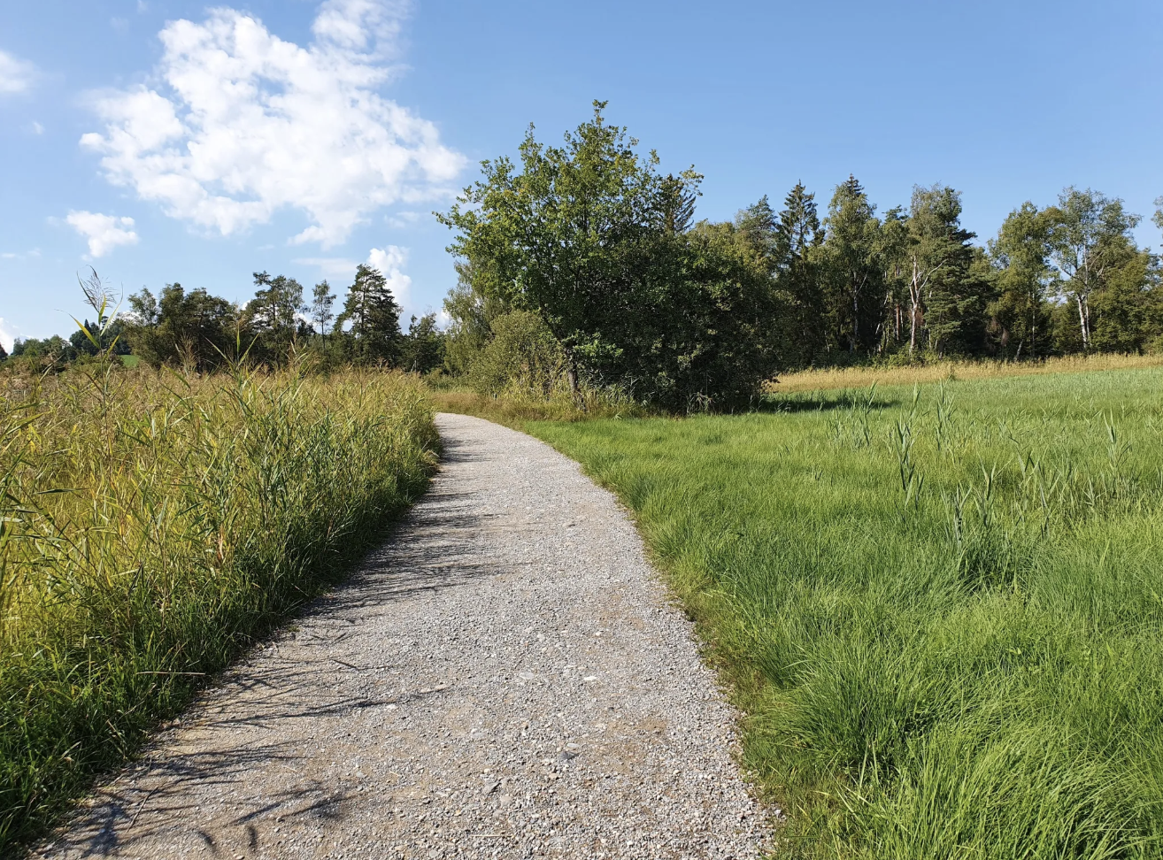 Gravel path through reeds and meadows at the Pfäffikersee east of Zurich